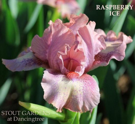 Pink standard dwarf bearded iris flower, 'Raspberry Ice' in the garden at 'Stout Gardens at Dancingtree'.