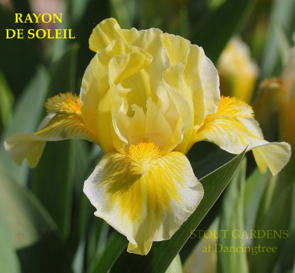 Yellow and white space age standard dwarf bearded iris flower, 'Rayon de Soleil' at 'Stout Gardens at Dancingtree'. 