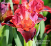 Red and orange standard dwarf bearded iris 'Red Norma', by Hugh Stout, available at 'Stout Gardens at Dancingtree'.