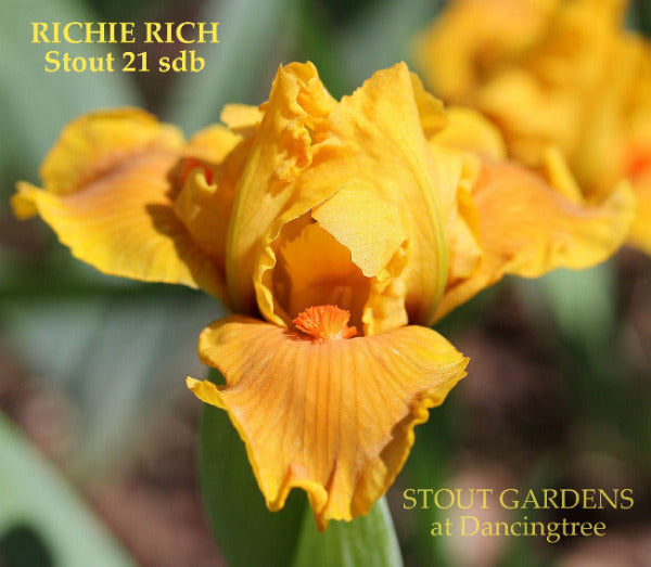 Yellow and orange standard dwarf bearded iris flower, 'Richie Rich' by Hugh Stout Jr. available at 'Stout Gardens at Dancingtree'.