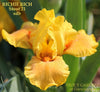 Yellow and orange standard dwarf bearded iris flower, 'Richie Rich' by Hugh Stout Jr. available at 'Stout Gardens at Dancingtree'.