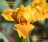 Yellow and orange standard dwarf bearded iris flower, 'Richie Rich' by Hugh Stout Jr. available at 'Stout Gardens at Dancingtree'.