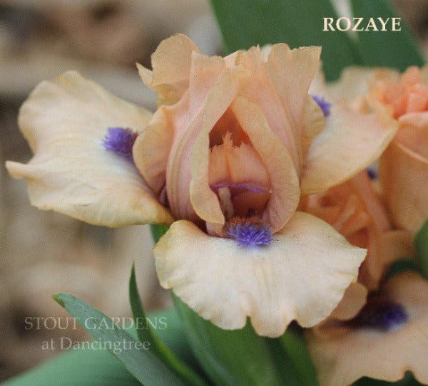 Close-up of a peach-colored standard dwarf bearded iris flower with purple beards, 'Rozaye' at 'Stout Gardens at Dancingtree'.