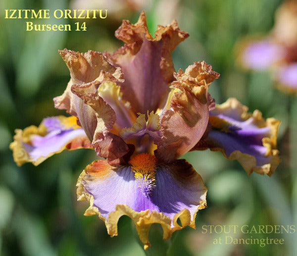 Iris Izitme Orizitu