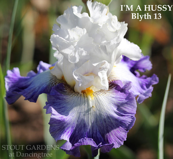 Iris I'm A Hussy