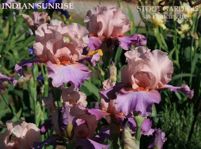 Iris Indian Sunrise