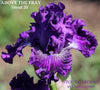 Purple tall bearded iris flower 'Above the Fray' by Stout 2020 at 'Stout Gardens at Dancingtree'.
