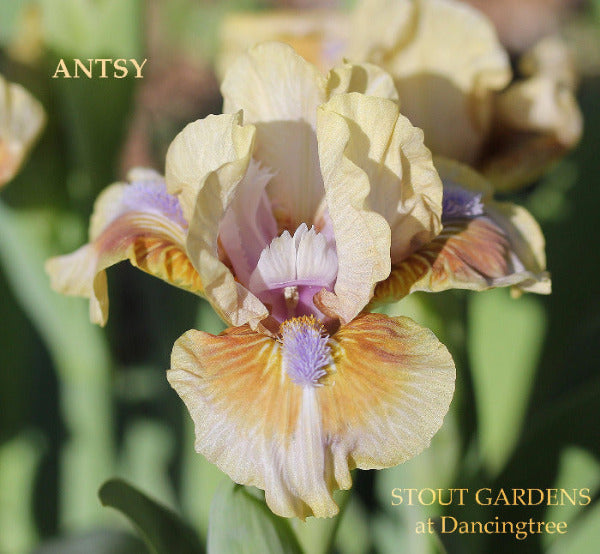 A close-up photo of a standard dwarf bearded iris 'Antsy' with light yellow standards, light blue style arms and beards, and a brown spot on the falls,  at 'Stout Gardens at Dancing Tree'.