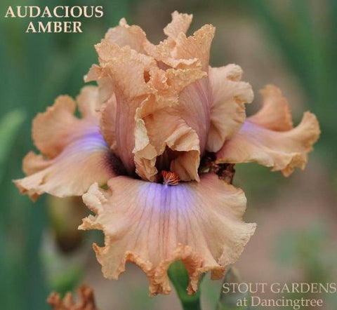 Iris Audacious Amber