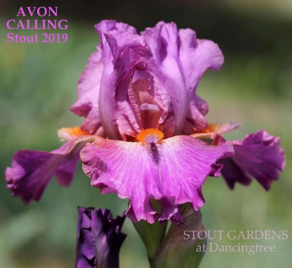 Tall bearded novelty iris 'Avon Calling' by Hugh Stout Jr. displays fuchsia and hot pink color with big orange and fuchsia horns from Stout Gardens At Dancingtree.