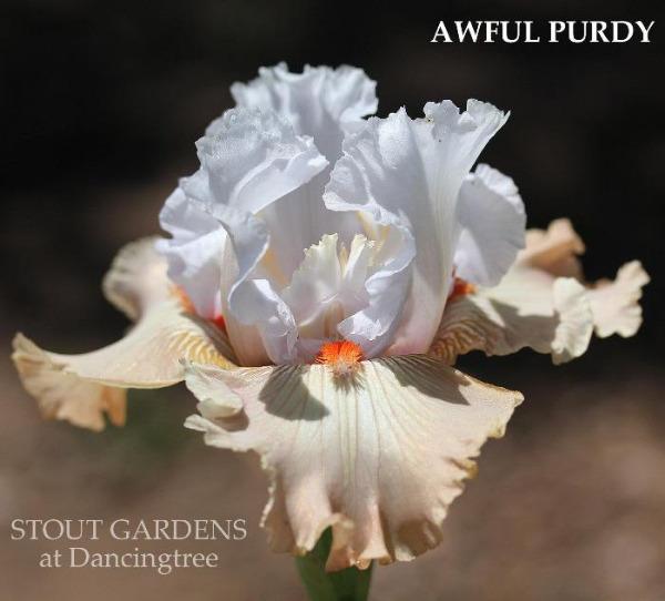 White and light apricot tall bearded iris flower with orange beard, labeled 'AWFUL PURDY' at 'STOUT GARDENS at Dancingtree'.