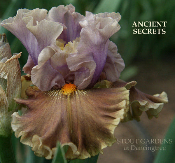 Tall bearded Iris 'Ancient Secrets' is displayed in a close-up showing unique beige, gold and violet tones at 'Stout Gardens at Dancingtree'. 