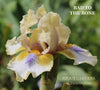 Orange and white intermediate dwarf bearded iris called 'Bad To The Bone' by Hugh Stout Jr. in the garden at 'Stout Gardens at Dancingtree'.
