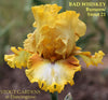 Yellow and brown tall bearded iris flower 'Bad Whiskey' displayed at 'Stout Gardens At Dancingtree'. 