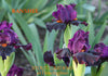 Clump of a dark purple and black intermediate bearded iris flower called 'BANSHEE' available from 'Stout Gardens at Dancingtree'.
