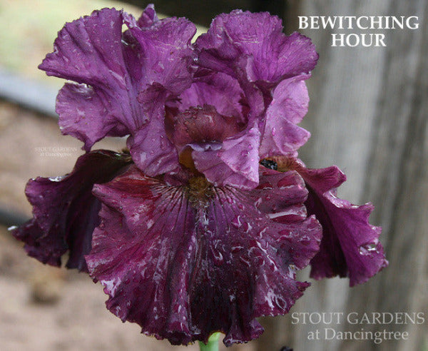 Close-up of tall bearded Iris 'BEWITCHING HOUR' showing  dark purple colors at 'Stout Gardens At Dancingtree'.