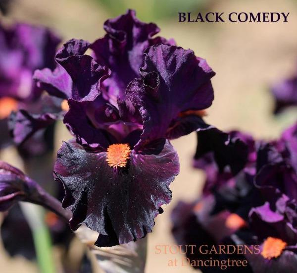 Black and purple intermediate bearded iris flower named 'Black Comedy' at 'Stout Gardens at Dancingtree'.