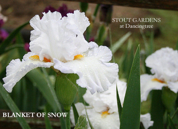 White flowers of tall bearded iris 'Blanket Of Snow' shown at 'Stout Gardens at Dancingtree'.