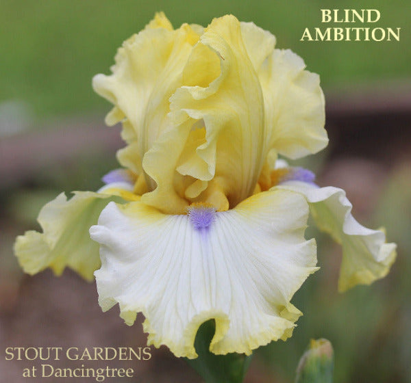 Yellow and white tall bearded iris flower with 'Blind Ambition' name at 'Stout Gardens at Dancingtree'.