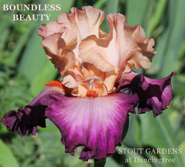 Close-up of 'Boundless Beauty', a tall bearded iris bi-color flower in coral pink, reddish purple, and pale lavender centers, with light violet blush along the upper ridge sides and a burnt tangerine beard at 'Stout Gardens at Dancingtree'.