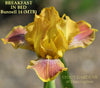 Close-up of miniature tall bearded iris 'Breakfast In Bed' displaying golden yellow over rose red falls  at 'Stout Gardens At Dancingtree'. 