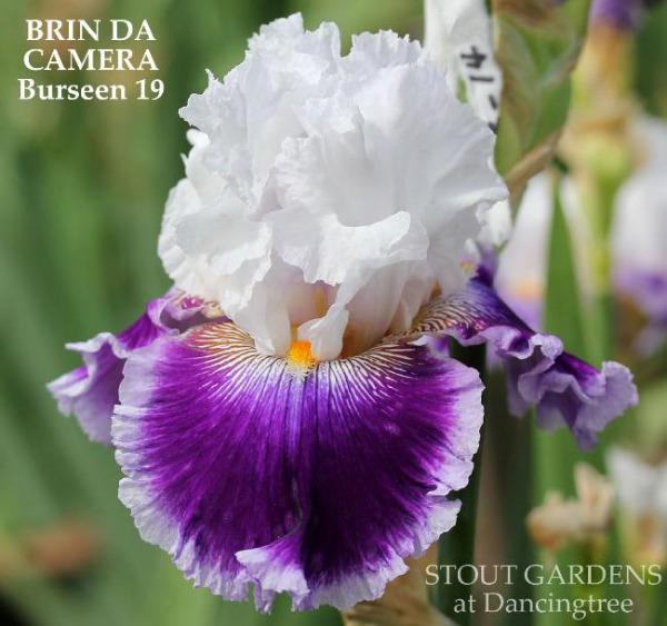 White and purple tall bearded iris flower 'BRIN DA CAMERA' at 'STOUT GARDENS at Dancingtree'.