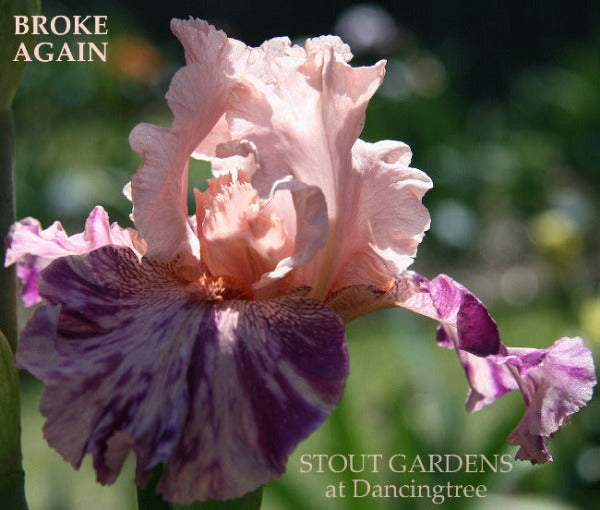 Pink and purple broken color tall bearded iris flower with 'Broke Again' text and 'Stout Gardens at Dancingtree' branding.