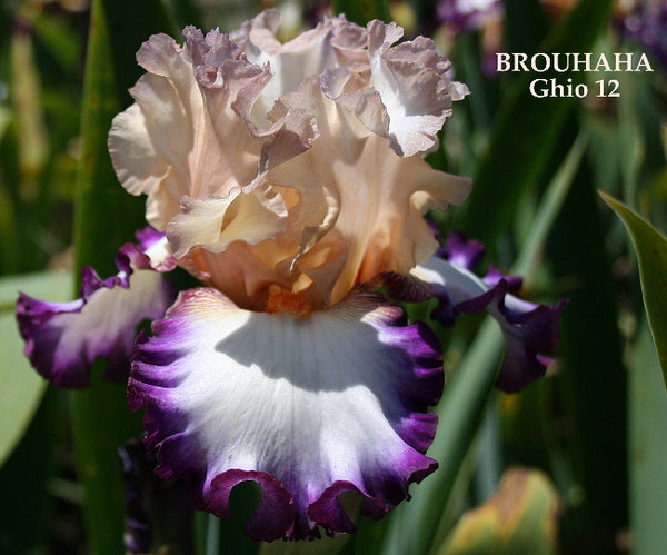 A tall bearded iris flower with peach, purple, and white colors, labeled 'Brouhaha', at 'Stout Gardens at Dancingtree'.