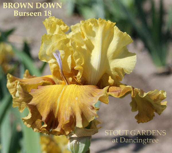 A yellow and brown tall bearded iris displaying spoon horns and labeled 'Brown Down' at 'Stout Gardens At Dancingtree.
