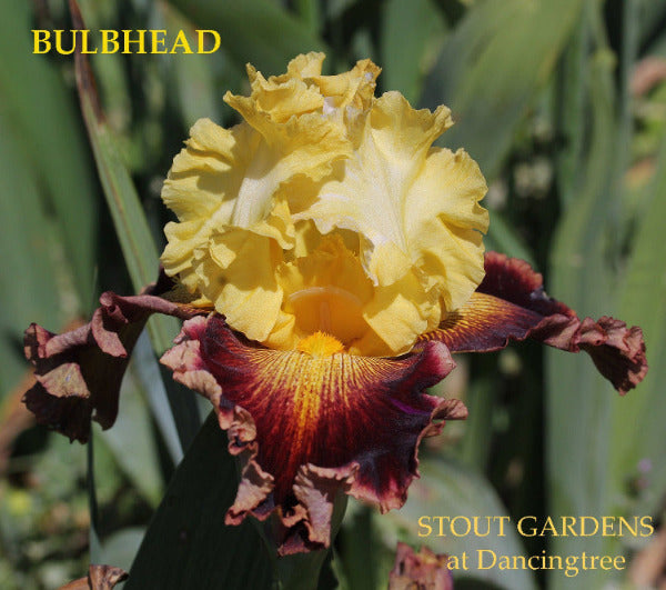 Tall bearded iris 'Bulbhead' is displayed showing yellow over blood red falls and sunburst pattern at 'Stout Gardens At Dancingtree'.