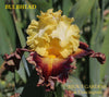 Tall bearded iris 'Bulbhead' is displayed showing yellow over blood red falls and sunburst pattern at 'Stout Gardens At Dancingtree'.