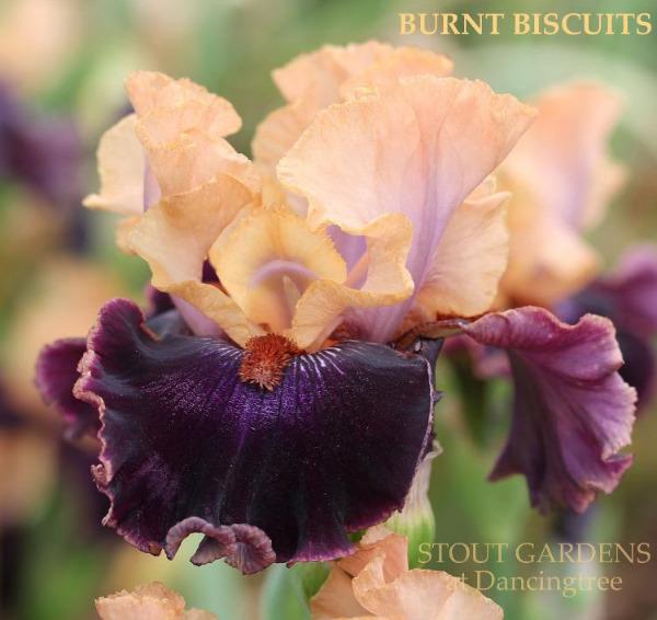 Close-up of a dark purple and peach tall bearded iris flower called 'Burnt Biscuits' at 'Stout Gardens at Dancingtree'.