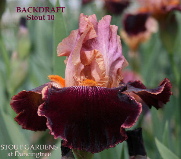 Tall bearded iris 'Backdraft' by Hugh Stout Jr. close-up featuring garnet red falls and pink standards at Stout Gardens At Dancingtree.