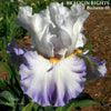 White and purple tall bearded iris flower 'Braggin Rights' at 'Stout Gardens At Dancingtree'. 