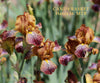 A clump of a miniature tall bearded iris with vibrant orange, yellow, and purple flowers, labeled as 'Candy Basket' available from 'Stout Gardens at Dancingtree'.