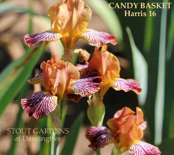 A clump of a miniature tall bearded iris with vibrant orange, yellow, and purple flowers, labeled as 'Candy Basket' available from 'Stout Gardens at Dancingtree'.