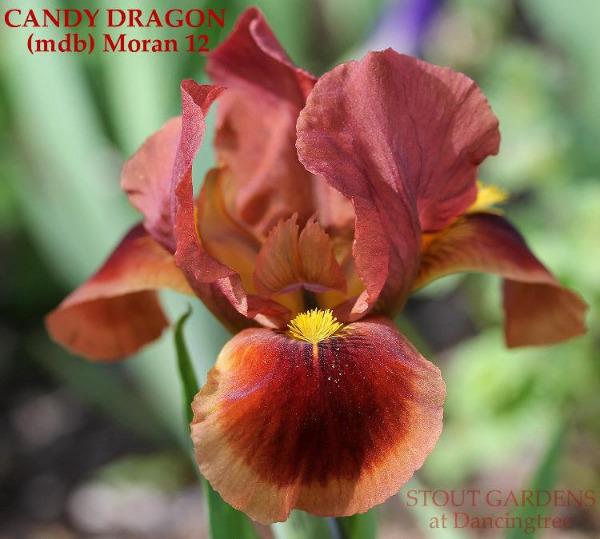 Red and brown Miniature dwarf bearded iris 'Candy Dragon' at 'Stout Gardens at Dancingtree'.