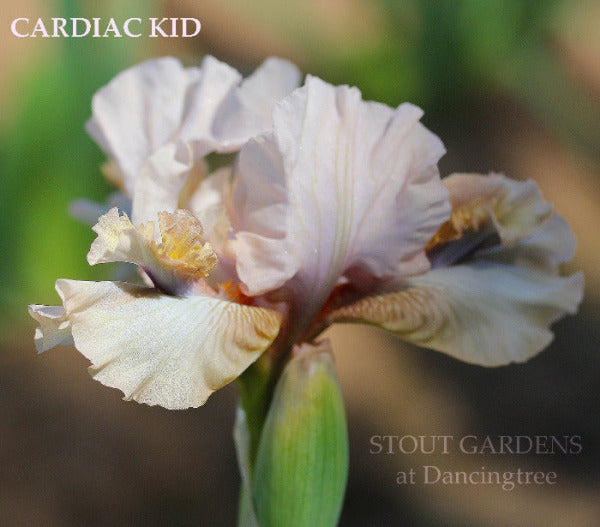 Close-up of a white and pink space age intermediate bearded iris flower named 'Cardiac Kid' by Hugh Stout Jr. at 'Stout Gardens at Dancingtree'.
