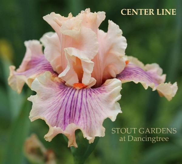 Pink tall bearded iris 'Center Line'with purple veining at 'Stout Gardens at Dancingtree' .