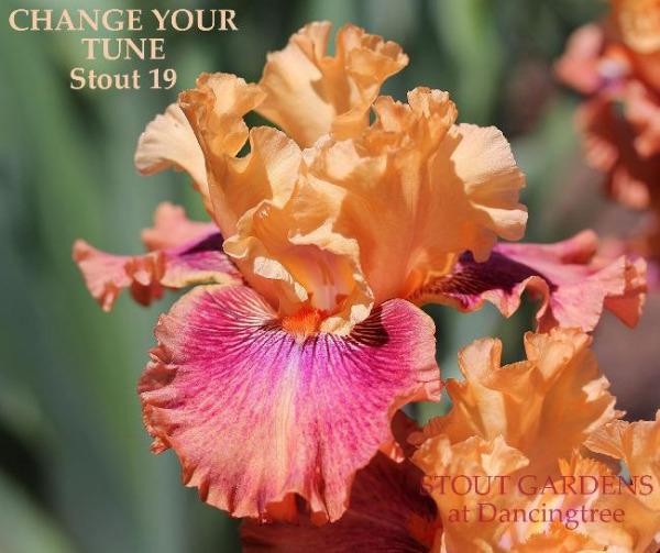 Multicolored tall bearded iris flower 'Change Your Tune'  at 'Stout Gardens at Dancingtree' gardens.