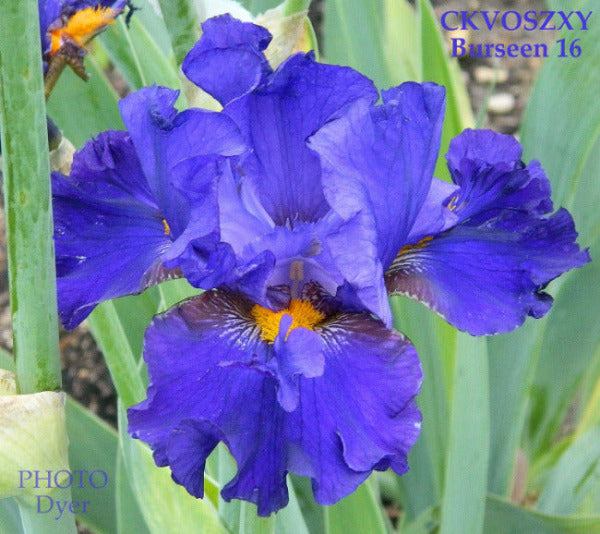 Close-up of the vibrant purple blue tall bearded iris 'Ckvozxy' with flounces at 'Stout Gardens At Dancingtree'.