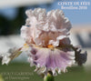 Photo of 'Conte De Fees', a soft pink and purple tall bearded iris, flower at 'Stout Gardens at Dancingtree'.
