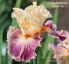 Tall bearded iris 'Cosmopoly' by Hugh Stout, showing a soft peach flower with heavy raspberry purple wash. Located at 'Stout Gardens at Dancingtree'.