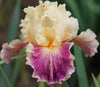 Tall bearded iris 'Cosmopoly' by Hugh Stout showing a soft peach flower with heavy raspberry purple wash. Located at 'Stout Gardens at Dancingtree'.