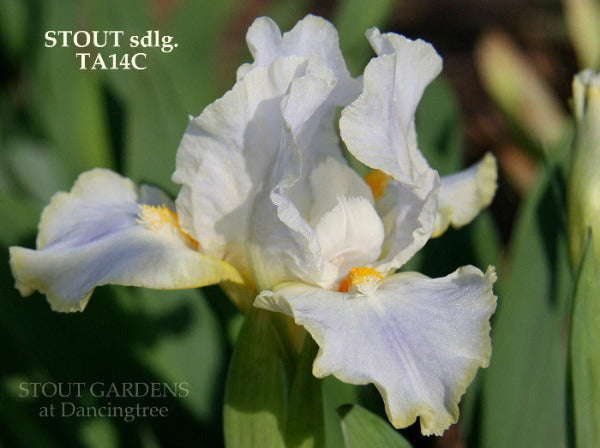White with yellow center standard dwarf bearded iris 'Candlemas' by Hugh Stout Jr. available at 'STOUT GARDENS AT DANCINGTREE'.