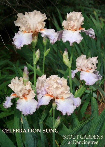 Stalks of tall bearded iris 'Celebration Song'  at 'Stout Gardens at Dancingtree'.