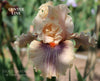 Tall Bearded iris 'CENTER LINE' closeup showing light pink flowers with purple veins  at 'Stout Gardens at Dancingtree'.