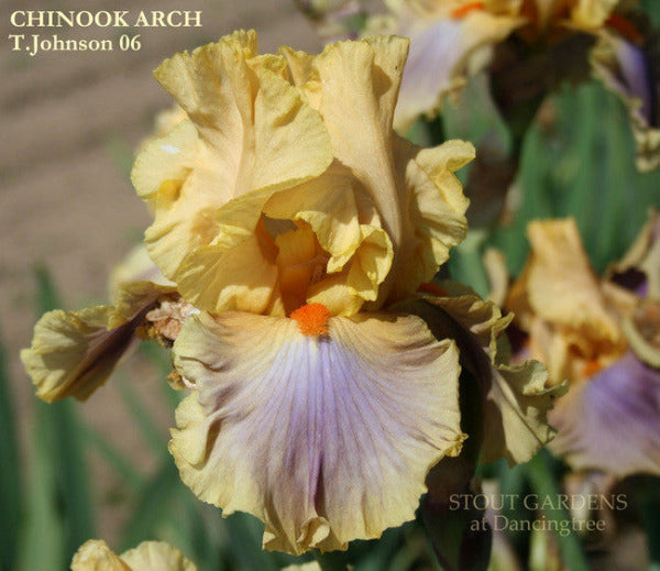 Tall Bearded Iris 'CHINOOK ARCH' showing yellow and light purple flower at 'Stout Gardens At Dancingtree'.