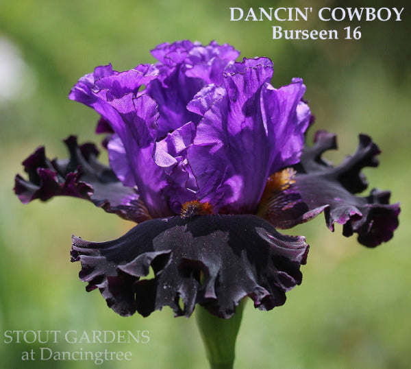 Purple and black tall bearded iris flower 'Dancin Cowboy' by Burseeen at 'Stout Gardens' at Dancingtree'.
