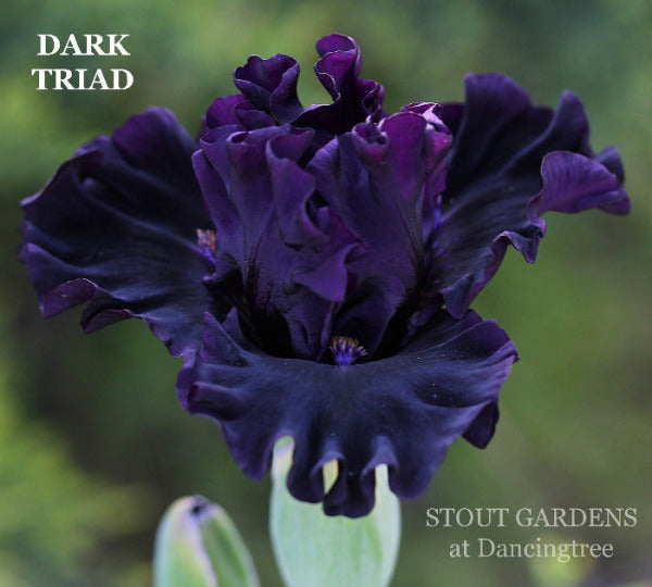 Purple and black intermediate bearded iris called 'Dark Triad' at 'Stout Gardens at Dancingtree'.